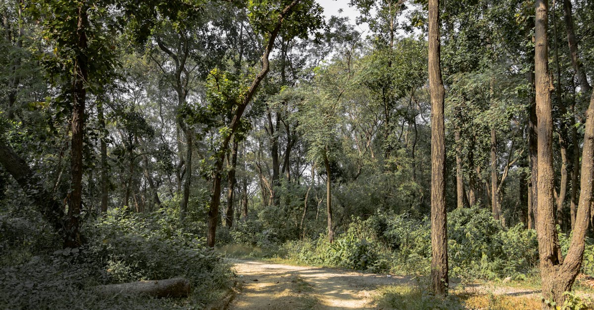Tranquil forest trail in Nepal, showcasing lush greenery and serene natural beauty.