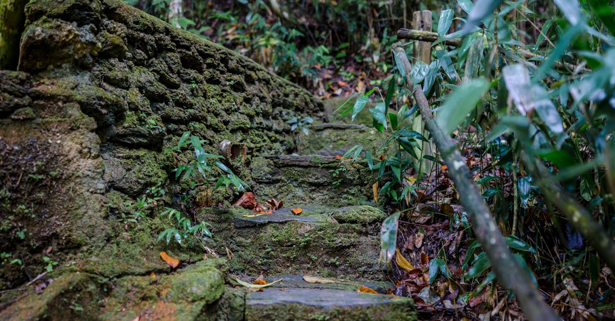 Rustic mossy stairway in a lush forest creates a serene woodland scene.