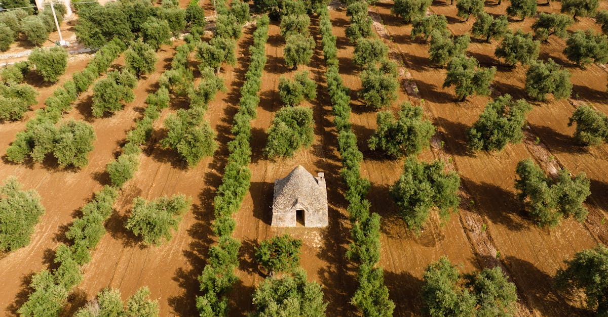 Captivating aerial view of an olive grove centered around a rustic stone hut.