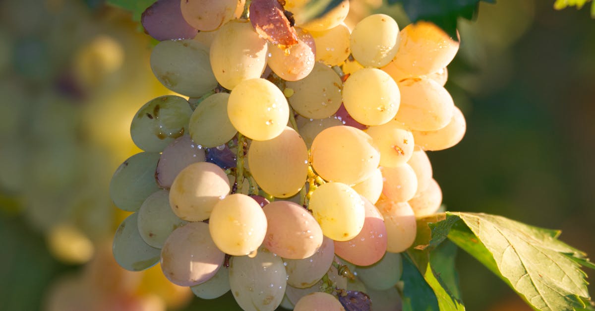 A detailed shot of fresh dewy unripe grapes with water droplets hanging on a vine.