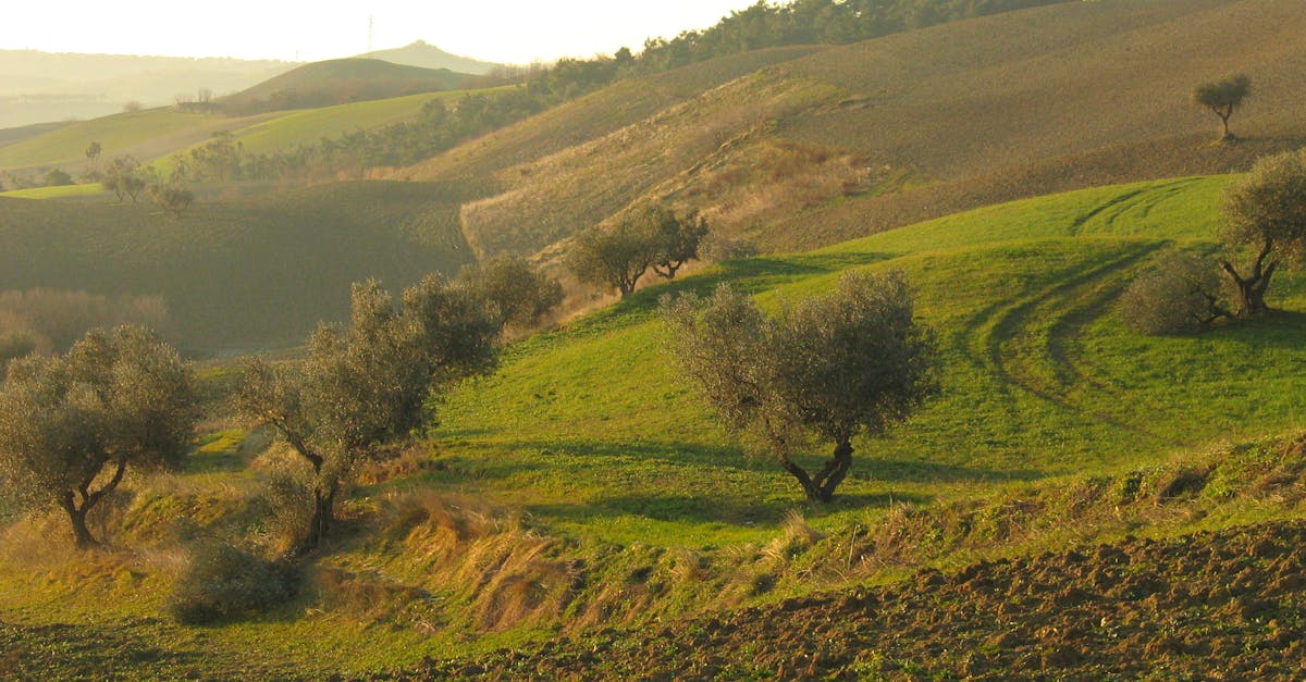 Beautiful Italian landscape featuring rolling hills, olive trees, and lush greenery under a warm sky.