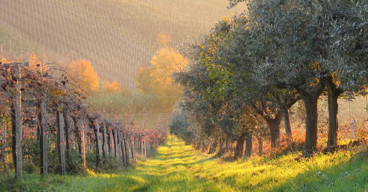 Beautiful vineyard and olive grove landscape at dawn, showcasing autumn colors and rural tranquility.