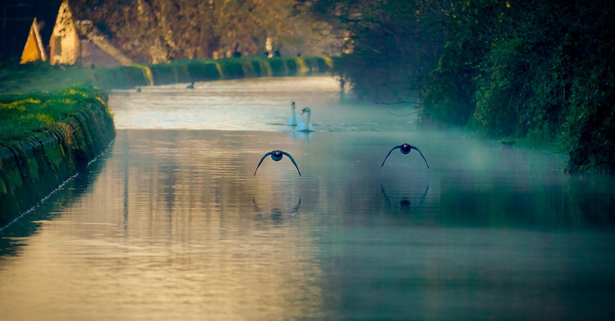 Peaceful scene with swans and ducks flying over a misty river at dawn.