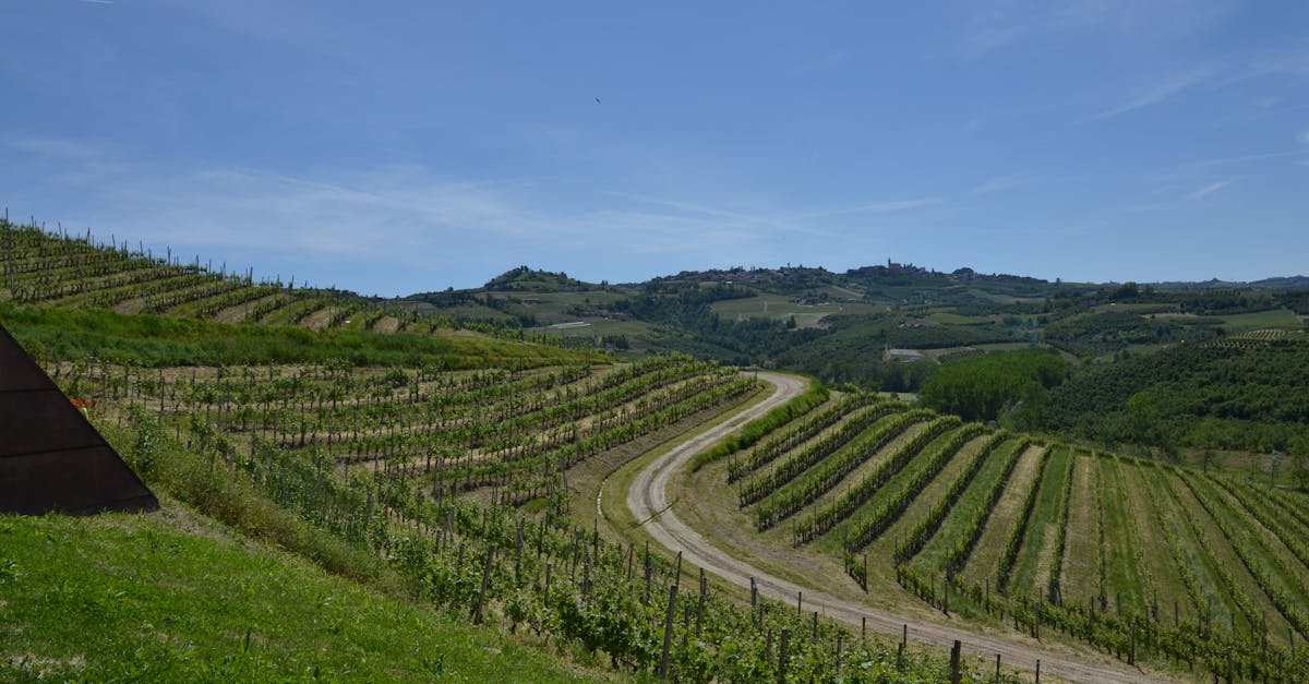 Vineyards in Belvedere Langhe, Piemonte, depict Italy's picturesque wine country.