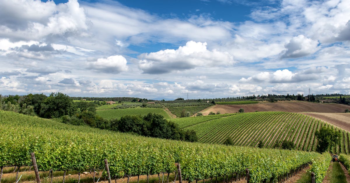 Lush vineyards stretch across rolling hills under a vibrant sky in Tuscany, Italy.