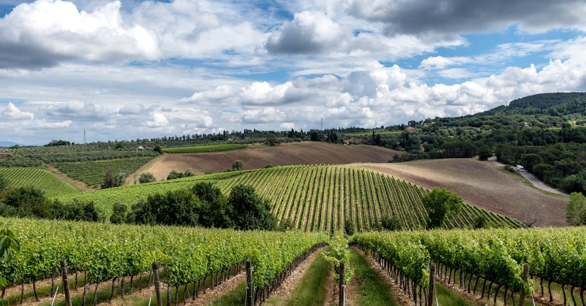Beautiful aerial view of Tuscan vineyards and rolling hills in Siena, Italy.