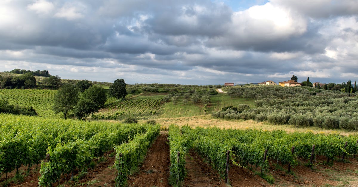 A scenic vineyard in Siena, Tuscany, showcasing lush vines under a dramatic cloudy sky.