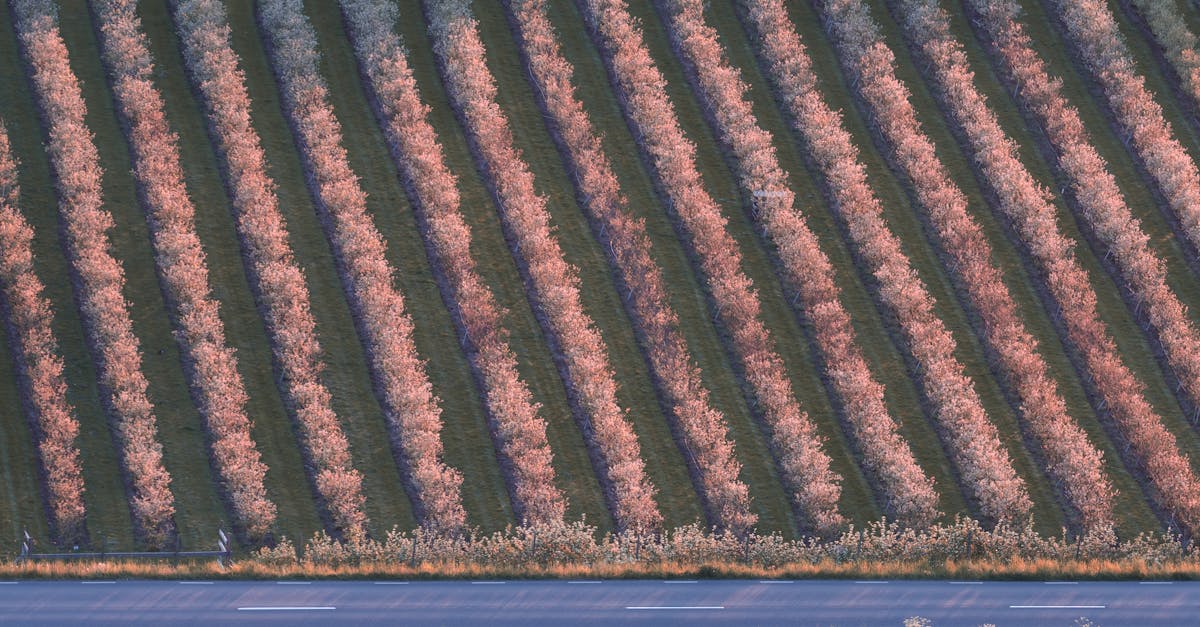 Aerial view of blooming orchard rows alongside a rural road in spring. Tranquil and picturesque landscape.