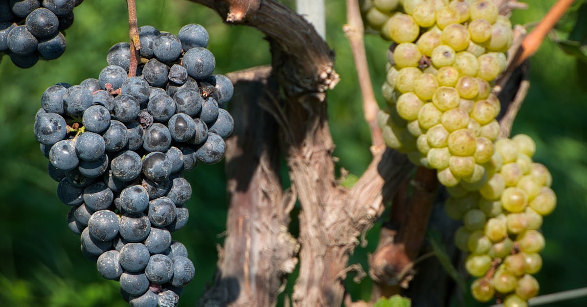 Close-up of ripe grapes on the vine in a vineyard in Schenna, Italy.