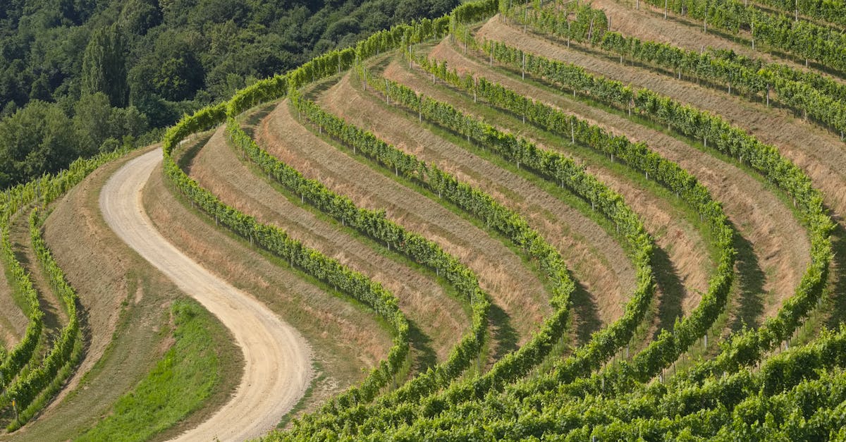 Beautiful terraced vineyard landscape with curving dirt road and lush greenery.
