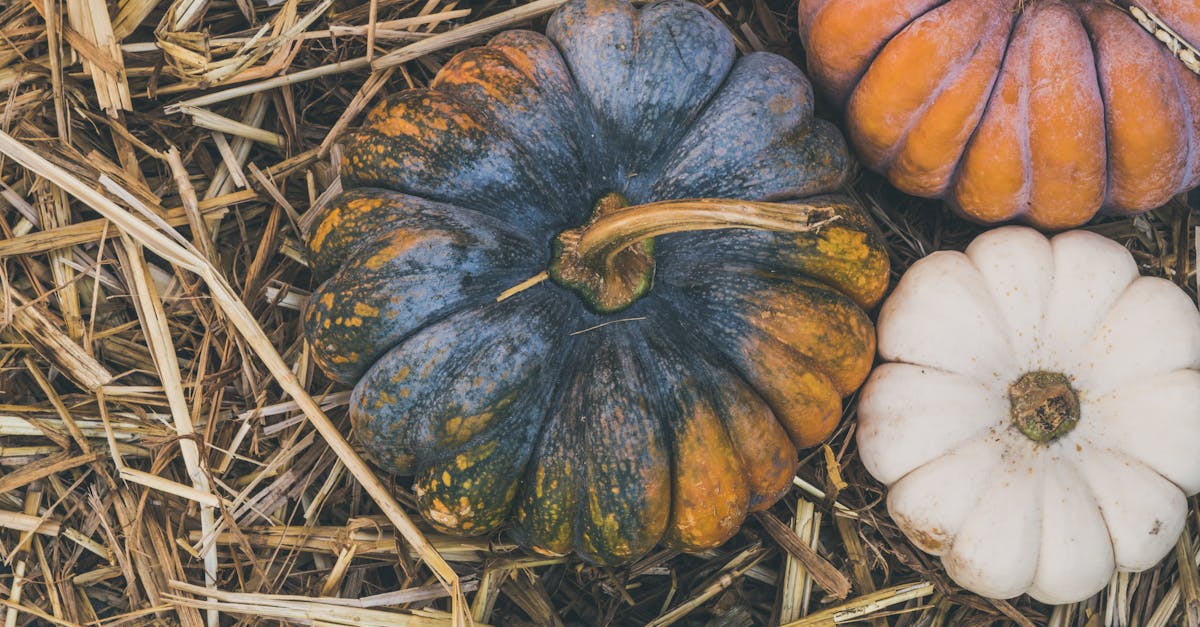 third_section_image_data.image_alt