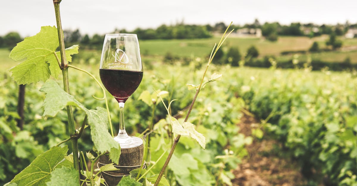 A glass of red wine in a lush Bourgogne vineyard during summer.