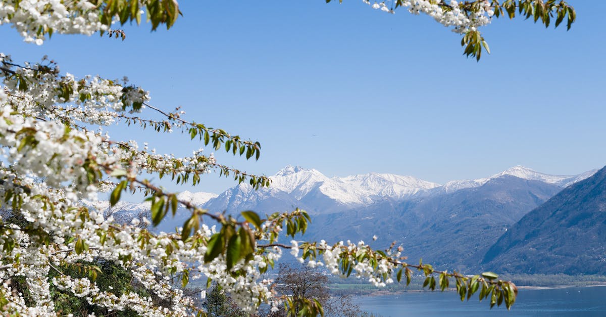 Stunning view of the Swiss Alps with cherry blossoms in the foreground, capturing the essence of spring.