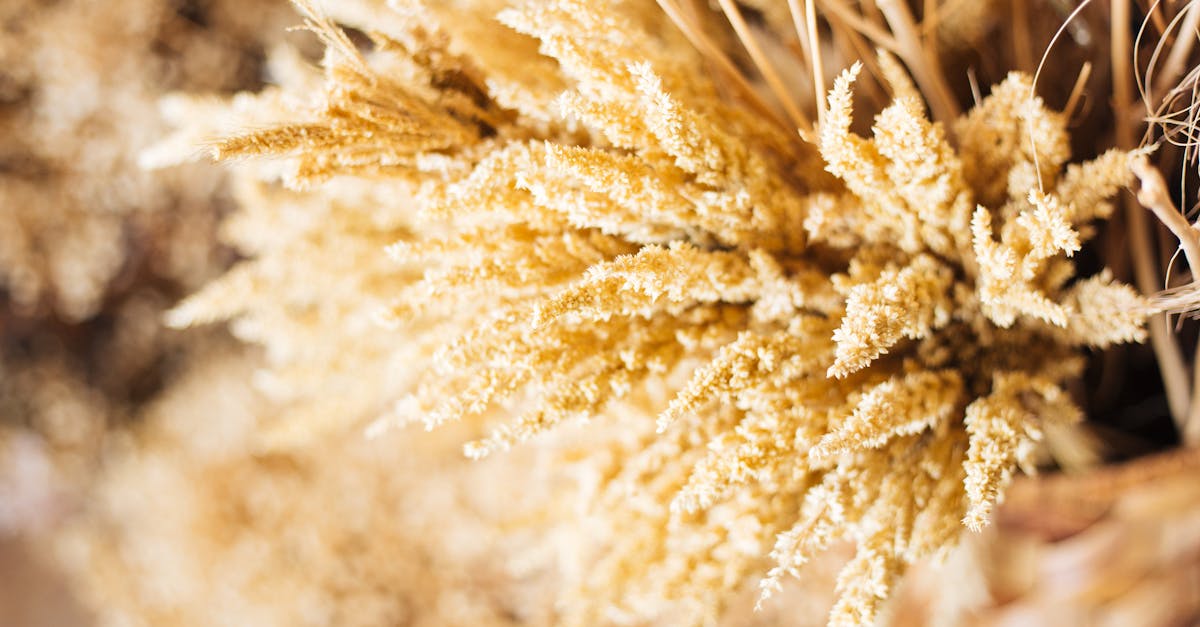 Beautiful close-up of dried golden wheat stalks in a wicker basket.