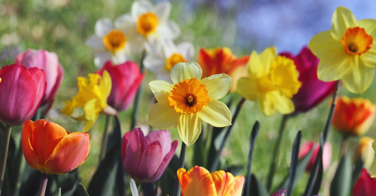A bright and colorful display of tulips and daffodils blooming in a spring garden.
