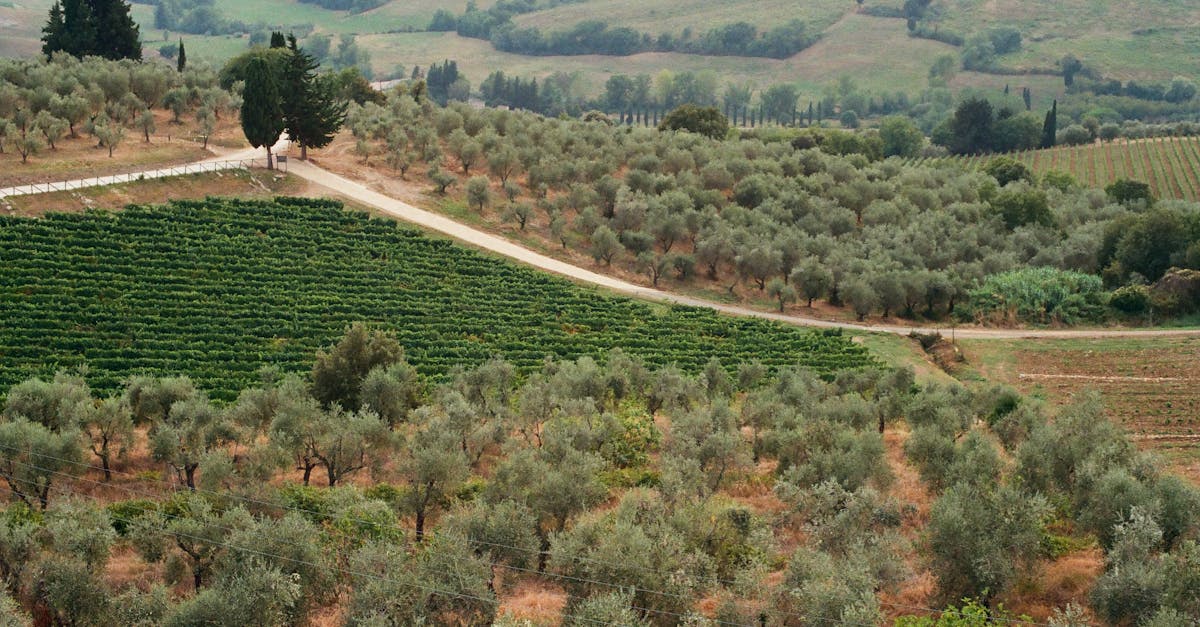 Scenic aerial view of Tuscan vineyards and olive groves, capturing the essence of rural Italy.