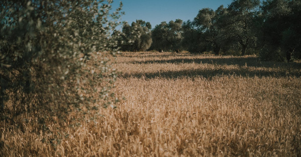 third_section_image_data.image_alt