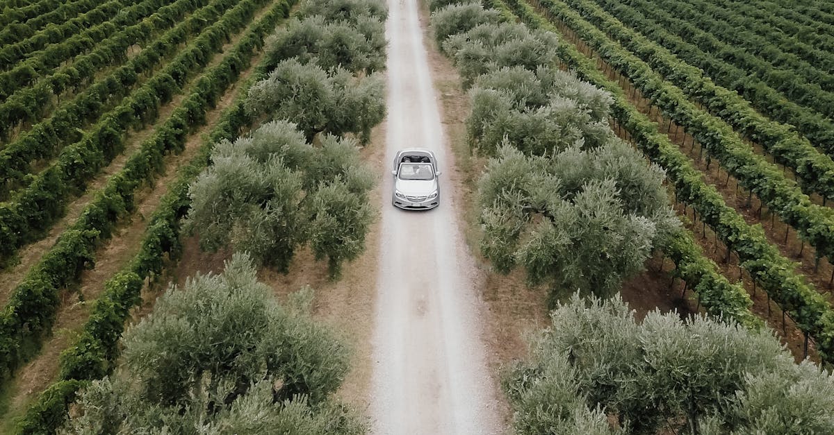 A car on a dirt road surrounded by vibrant vineyards and lush greenery viewed from above.