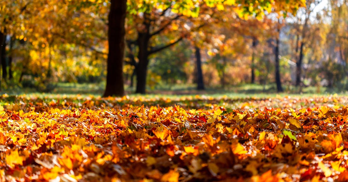 Sunlit park with colorful fallen autumn leaves, highlighting the beauty of fall foliage.