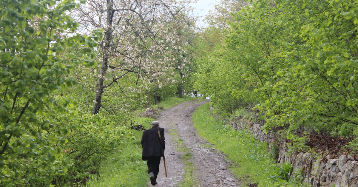 A solitary man walking with a cane down a lush, green forest trail surrounded by vibrant spring foliage.