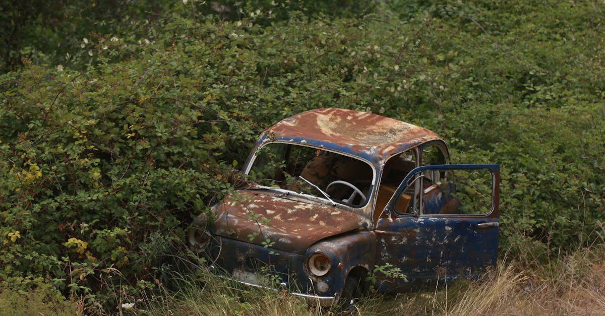 A rusty, abandoned car surrounded by dense foliage and grass in an outdoor setting.